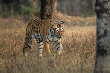 Female Tiger
