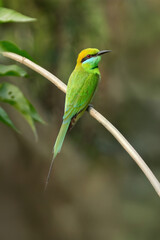 Asian Green Bee-eater	