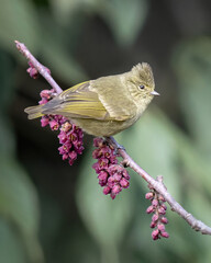 Bird and flowers