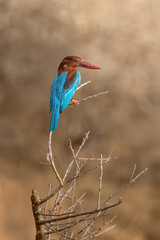 Kingfisher