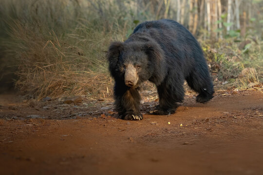 Sloth Bear