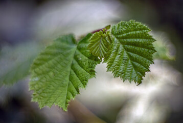Brombeerblätter aufgenommen mit einer Petzval Art Lens