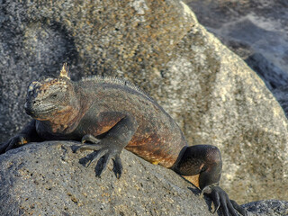 The Galapagos Islands are made up entirely of volcanic piles and volcanic lava. These islands are home to the Galapagos' unique animals, many of which are unique in the world
