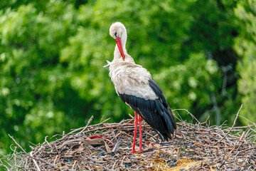 The beautiful views of Stork, feeding her babies in the nature