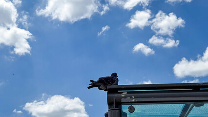 Two pigeons romantically nestled on a glass roof, whispers of love and friendship under azure...