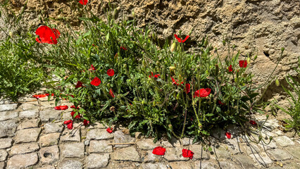 Crimson poppies bravely burst through cobblestone cracks, embodying resilience for Anzac Day...