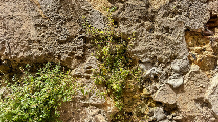 Sunlit ancient wall festooned with resilient greenery, echoing Earth Day's persistence and Celtic...