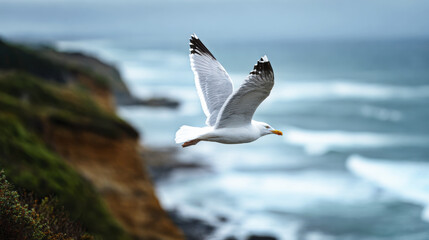 Seagull flying over coastal cliffs with ocean waves in background, showcasing nature beauty and freedom in serene coastal environment