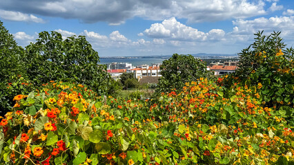 Verdant kaleidoscope of nasturtiums blooms wildly, evoking Carnivale zest and Harvest Home...