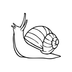 Fototapeta premium garden snail line art illustration