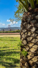 Sunlit palm with textured bark, Lisbon's Red Bridge whispers tales of maritime wanderlust and Dia de Sao Vicente adventures