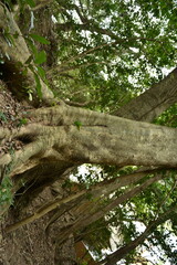 Fototapeta premium Dendropanax trifidus Tree Bark with Red Resin Exudate