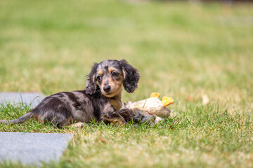 8 week old long haired miniature daschund puppy, Image shows a lone tabby or dapple puppy playing...