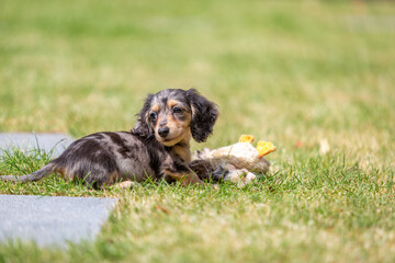 8 week old long haired miniature daschund puppy, Image shows a lone tabby or dapple puppy playing with a toy duck