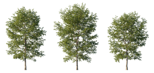 tree Betula nigra isolated png on transparent background premium cutout (black birch, river birch or water birch). Foreground tree