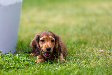 8 week old long haired miniature daschund puppy, Image shows a lone shaded red enjoying a warm day...