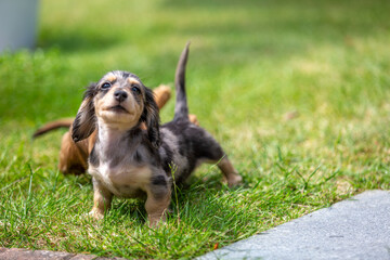 8 week old long haired miniature daschund puppy, Image shows a lone tabby or dapple puppy enjoying...