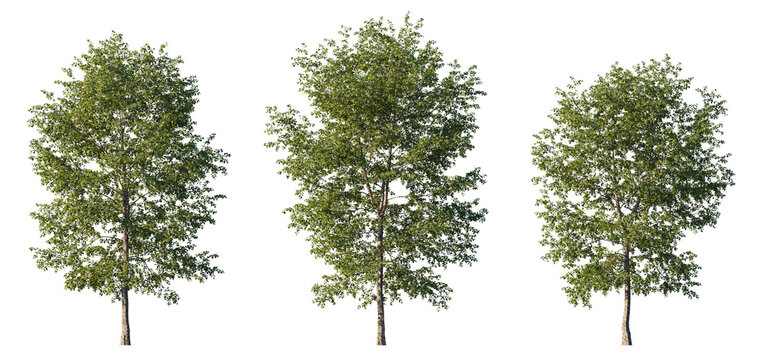 tree Betula nigra isolated png on transparent background premium cutout (black birch, river birch or water birch). Foreground tree