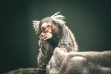 Marmoset