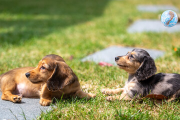 8 week old long haired miniature daschund puppies, Image shows two brothers one shaded red and the...