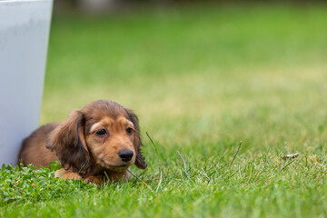 8 week old long haired miniature daschund puppy, Image shows a lone shaded red enjoying a warm day...
