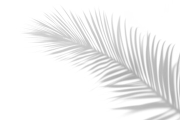 shadow overlay effects of realistic natural palm branch leaves shadow on wall background,Summer sunlight and shadow overlay effect,shadow for photo interior backdrop studio mockup
