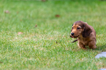 8 week old long haired miniature daschund puppy, Image shows a lone shaded red enjoying a warm day...