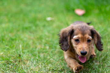 8 week old long haired miniature daschund puppy, Image shows a lone shaded red enjoying a warm day...