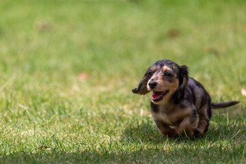 8 week old long haired miniature daschund puppy, Image shows a lone tabby or dapple puppy running...
