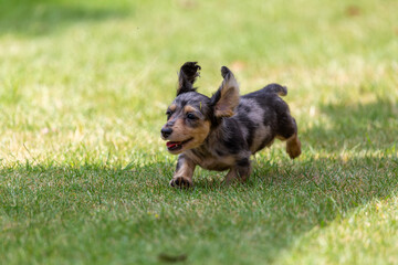 8 week old long haired miniature daschund puppy, Image shows a lone tabby or dapple puppy running...