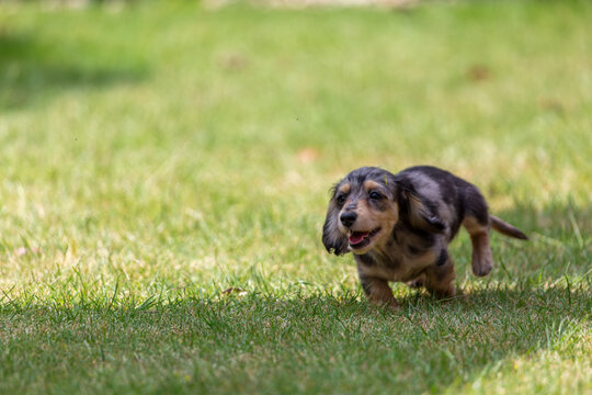 8 week old long haired miniature daschund puppy, Image shows a lone tabby or dapple puppy running around the garden full of energy