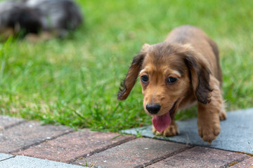 8 week old long haired miniature daschund puppies, Image shows two brothers one shaded red and the...