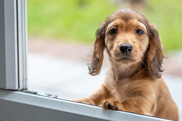 8 week old long haired miniature daschund puppy, Image shows a lone shaded red enjoying a warm day in the garden