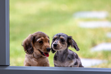 8 week old long haired miniature daschund puppies, Image shows two brothers one shaded red and the other dapple or tabby posing next to each other