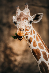 portrait of a giraffe