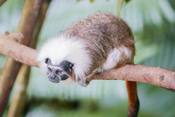 Cotton-top tamarin head