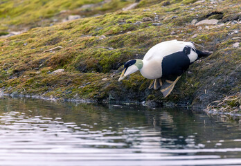 Common eider closeup Svalbard, Norway