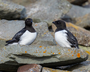 Little auk closeup on Svalbard