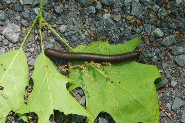 American giant millipede bug on leaf outdoors