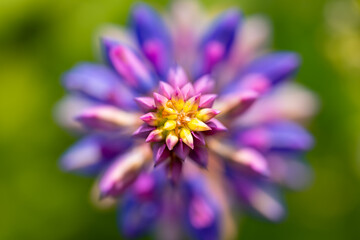 Symmetrical inflorescence of a lupine from above with focus on the bright buds at the top. Colorful
macro shot in yellow, green, purple, lilac and blue with blurred background. Spring flower in June.