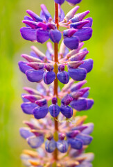 Lupinus spike, commonly known as lupin or lupine, a flowering plant in the legume family Fabaceae with
colorful appearance on a sunny day. Macro close up of flower rondels in purple, violet and lilac.