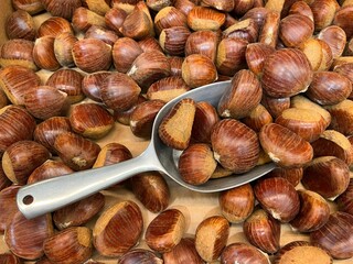 Chestnuts and metal scoop close up. raw edible chestnuts selling in market ready for roasting and baking during autumn season