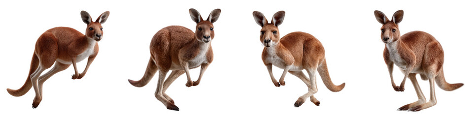 Kangaroo Series in Natural Pose for Wildlife Stock Photography