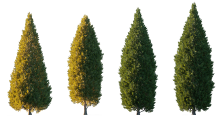 Thuja occidentalis Smaragd evergreen emerald green American Arbovitae bush shrub isolated png on a transparent background premium cutout 