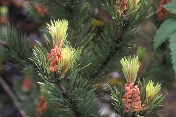 young pine shoots, conifer seedlings for sale in a nursery, 2