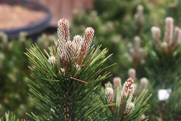 young pine shoots, conifer seedlings for sale in a nursery, 2