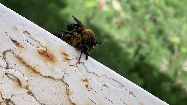 Dos abejas una encima de la otra haciendo movimientos