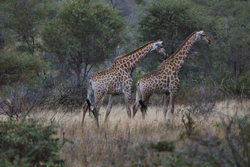 Wild animal from Africa - two adult giraffes - Kruger National Park, South Africa