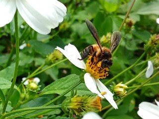 bee in nature on a flower white 