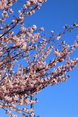 Blooming cherry tree branches against clear blue sky in springtime.